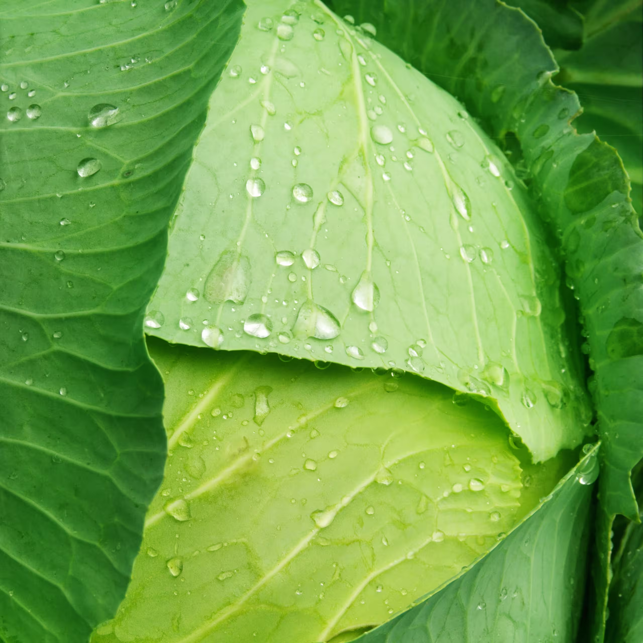 kapusta glowaista biala