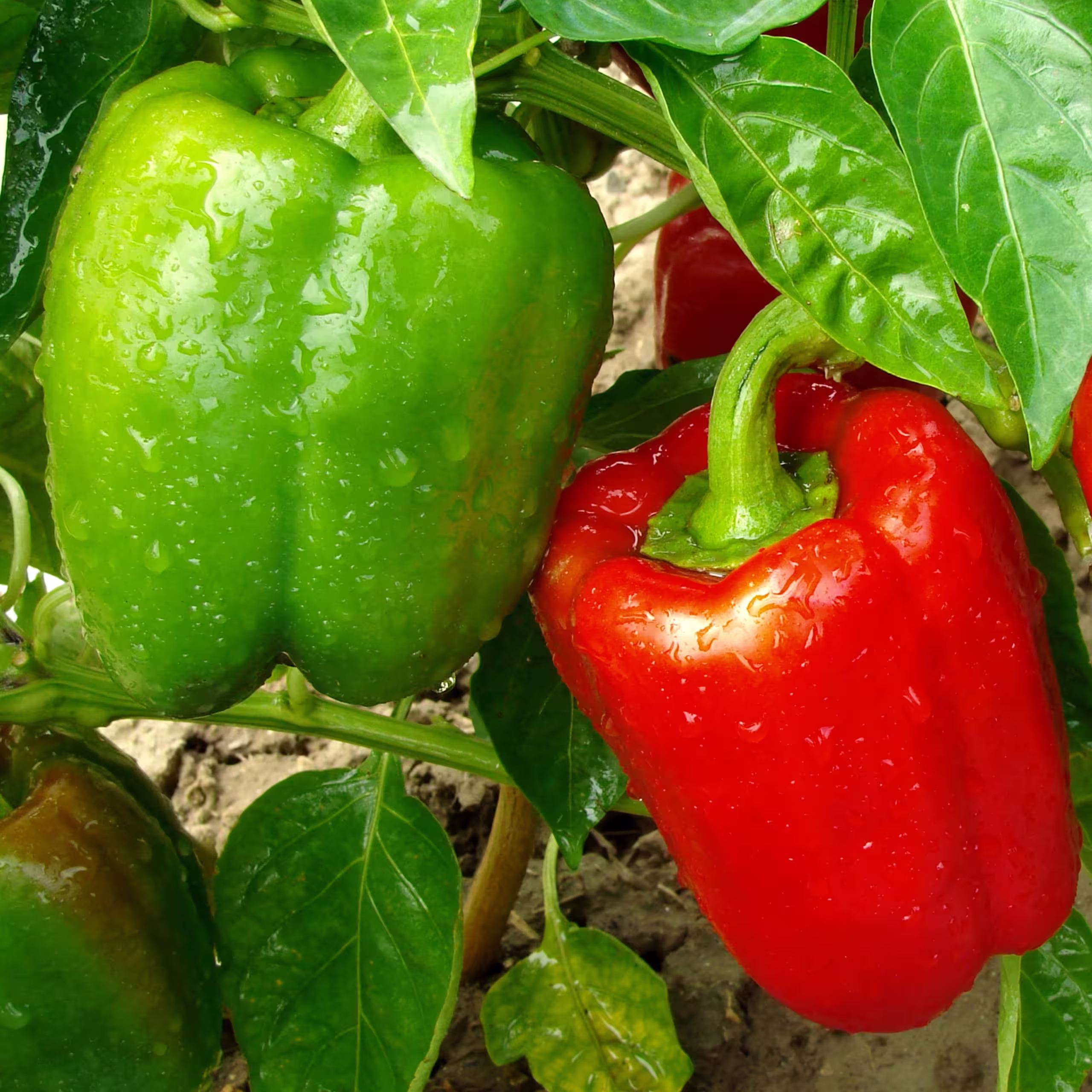 papryka blok czerwona zielona